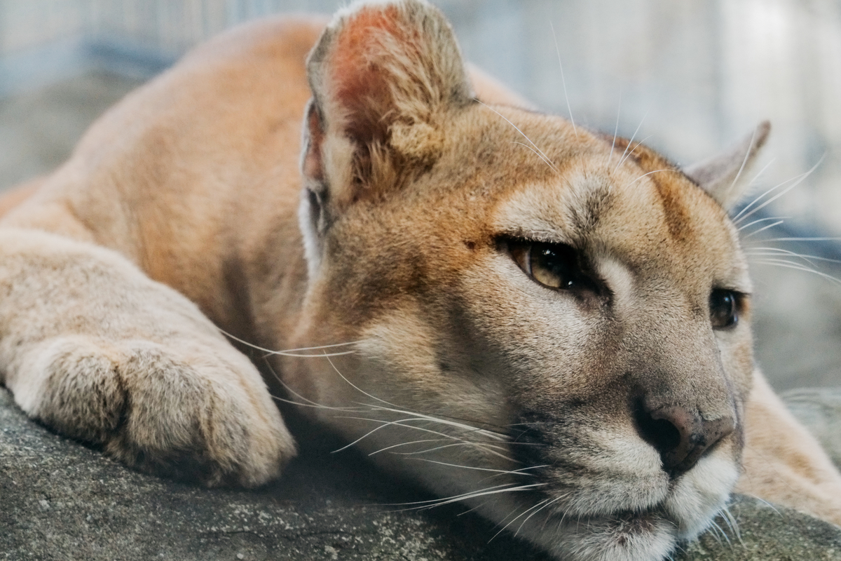 Mountain Lion Cubs Do Not Stay Mountain Lion Cubs