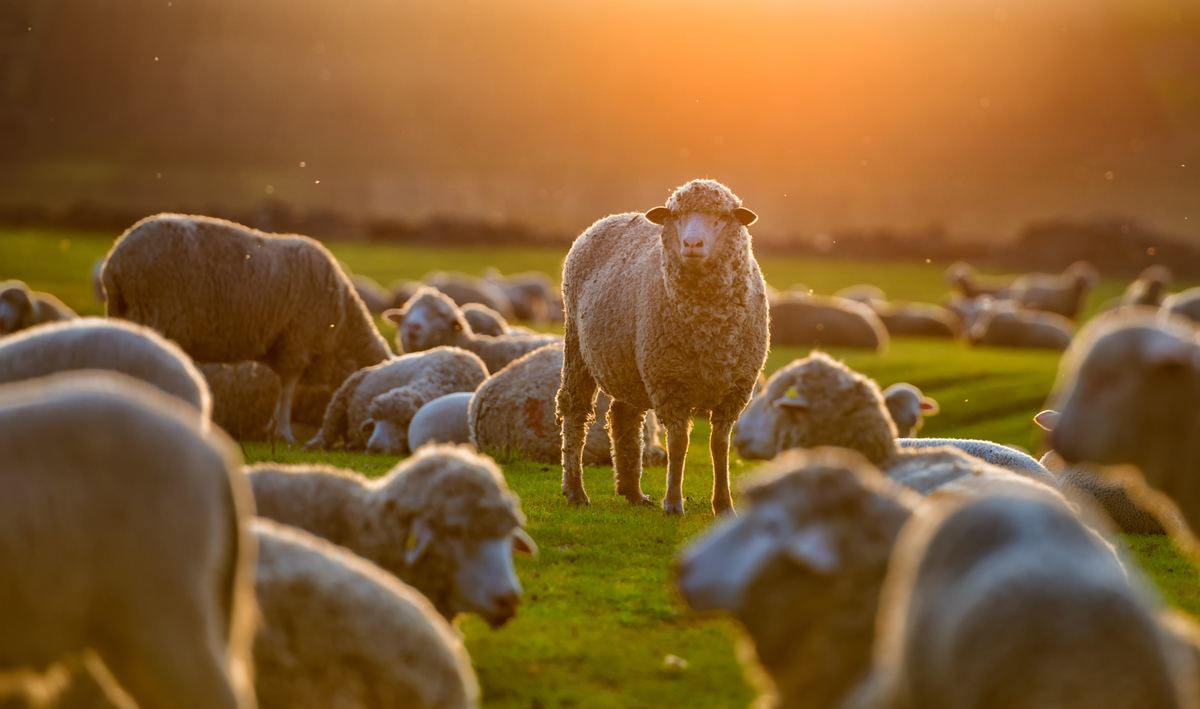 The Prayers of the Church  May 8, 2022: 4th Sunday of Easter (Good Shepherd Sunday), also Mother’s Day