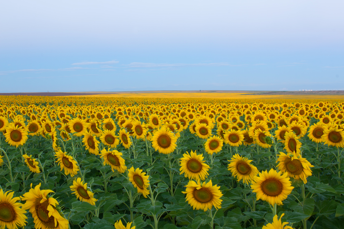 Devotion for Friday, August 5, 2022