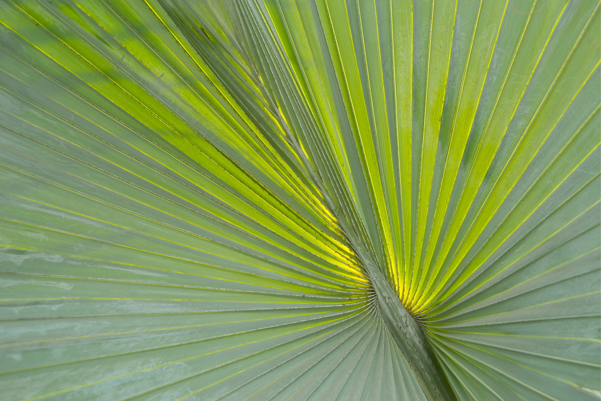 Prayers of the Church, April 2, 2023, Palm/Passion Sunday