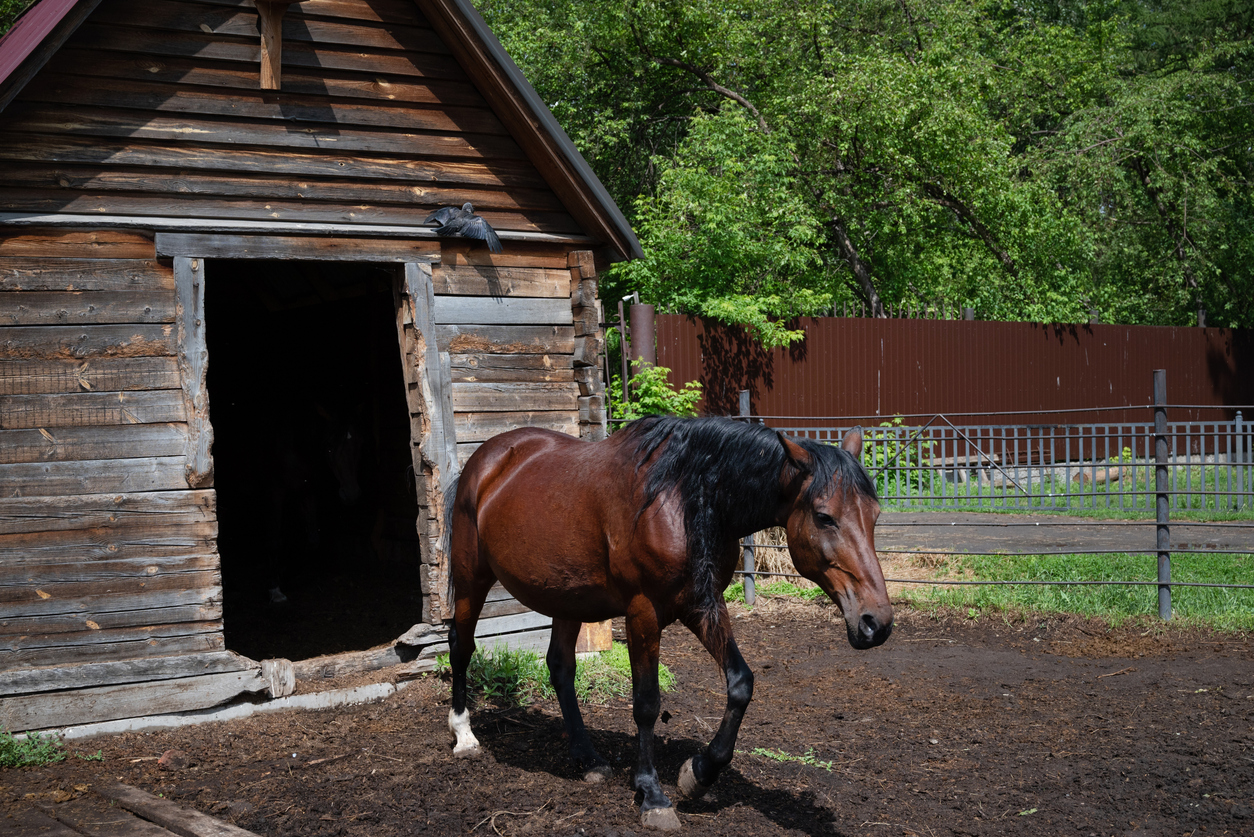 The Horse Has Already Left the Barn: